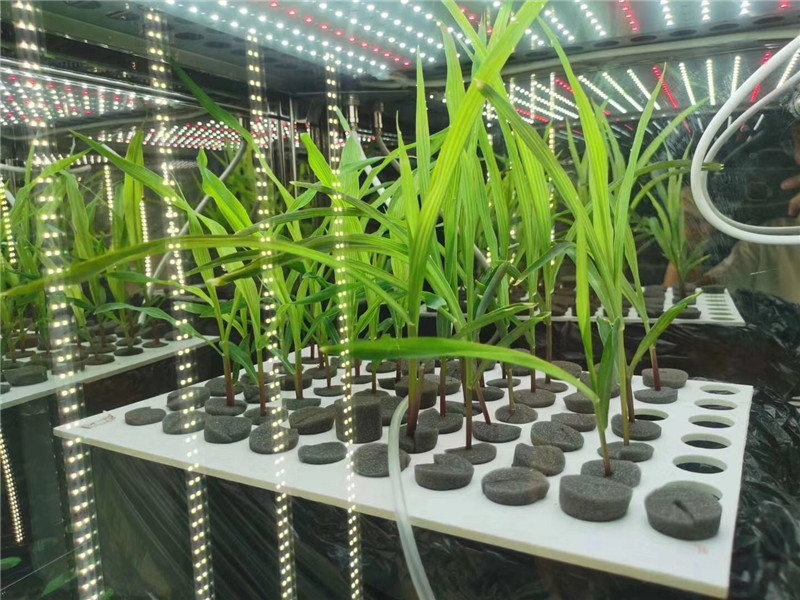 Incubadora de plantas de clima artificial de laboratorio-01 (5)